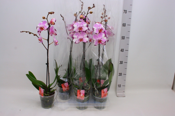 <h4>PHAL F MAGIC ART</h4>