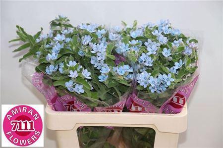 <h4>Oxy Co Tan Pure Blue</h4>