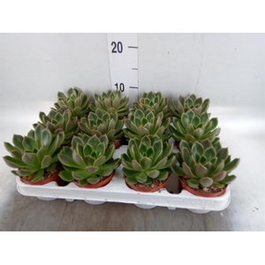 Echeveria   ...not flowering