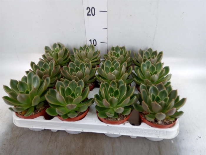 <h4>Echeveria ...not flowering</h4>