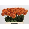 Dahlia Cornel Bronze