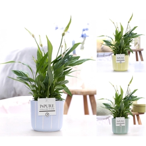 Spathiphyllum Korto in P&PURE Fleur ceramics ass. 3