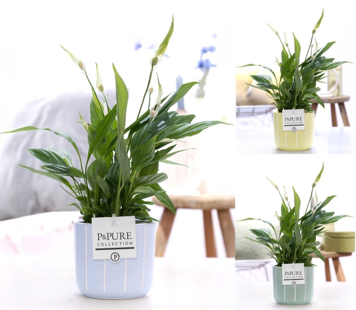 <h4>Spathiphyllum Korto in P&PURE Fleur ceramics ass. 3</h4>
