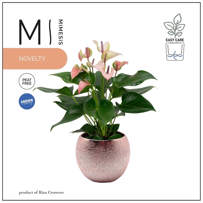 <h4>Mimesis Anthurium KARMA Pulse - 12cm Bubbly Rose Gold</h4>