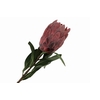 Protea Bordeaux