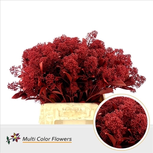 Skimmia paint red