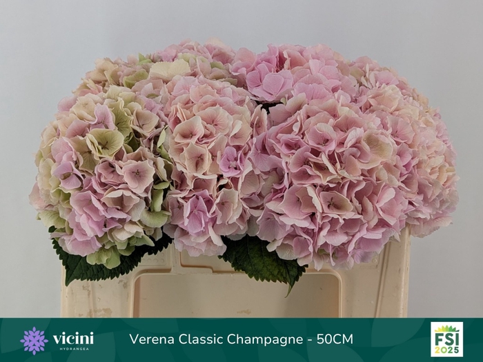 <h4>HYDR M CH VERENA CL</h4>