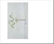 <h4>AF Matricaria Chamo L65cm wh</h4>