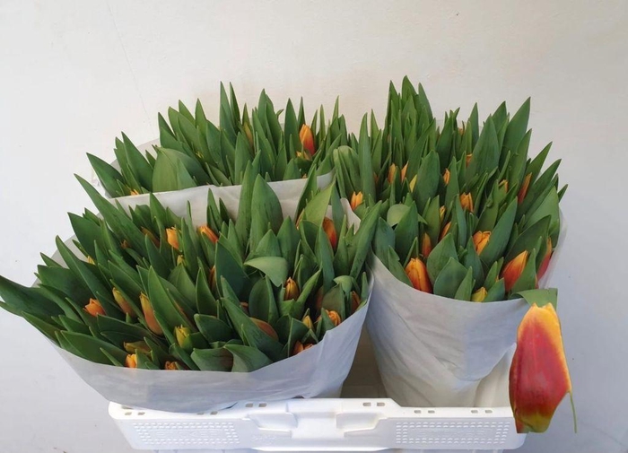 <h4>Tulipa si bombita</h4>