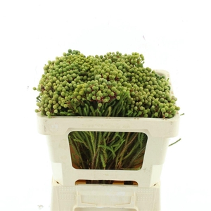 BERZ ABROTANOIDES