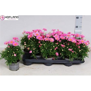 Argyranthemum - 10,5 Cm - Pink