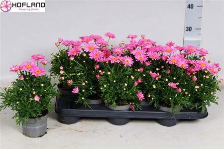 <h4>Argyranthemum - 10,5 Cm - Pink</h4>