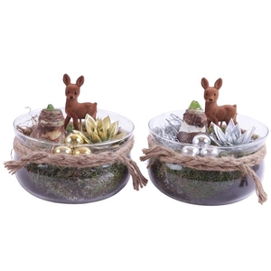 Christmas Arr. Amaryllis Glass Bowl with Rope Ø20cm 2PP