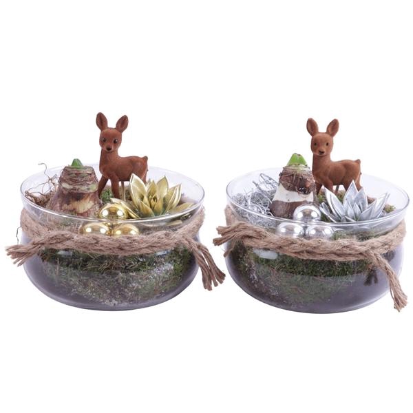 <h4>Christmas Arr. Amaryllis Glass Bowl with Rope Ø20cm 2PP</h4>