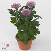 Chrysant Anastasia Lilac