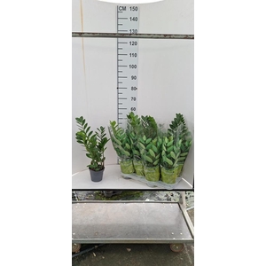 ZAMIO ZAMIIFOLIA
