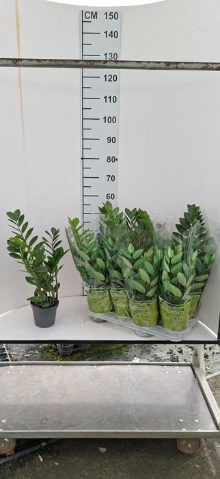<h4>ZAMIO ZAMIIFOLIA</h4>