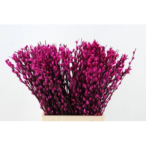 Salix Snowflake  50cm Erica