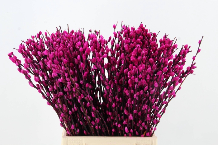 <h4>Salix Snowflake  50cm Erica</h4>