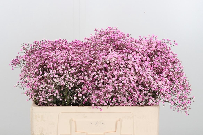 <h4>Gyps Painted Pink</h4>