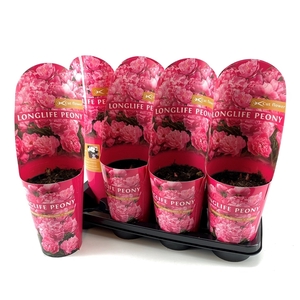 Paeonia 14CM C2 Roze Longlife