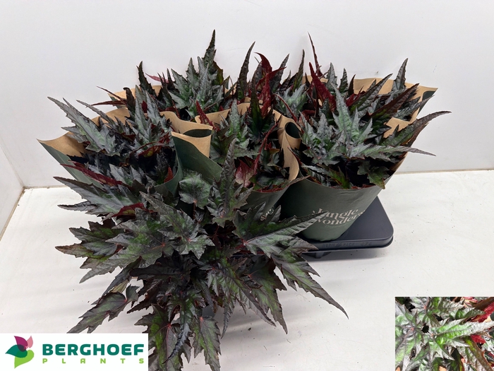 <h4>BEG BLAD OV</h4>