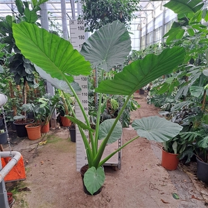 Alocasia Macrorrhiza toef 180