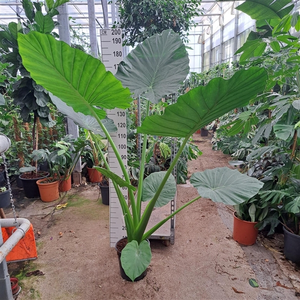 <h4>Alocasia Macrorrhiza toef 180</h4>