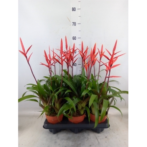 Vriesea  'Elan'