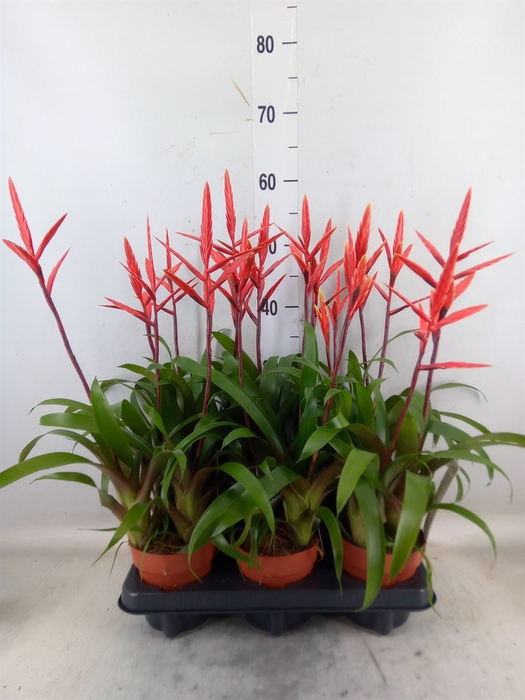 <h4>Vriesea  'Elan'</h4>