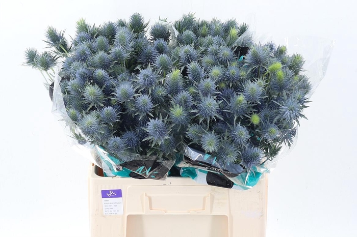 <h4>Eryn Supernova Qstar</h4>