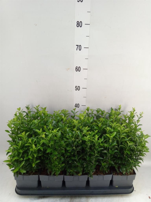 <h4>Euonymus japon. 'Green Spire'</h4>