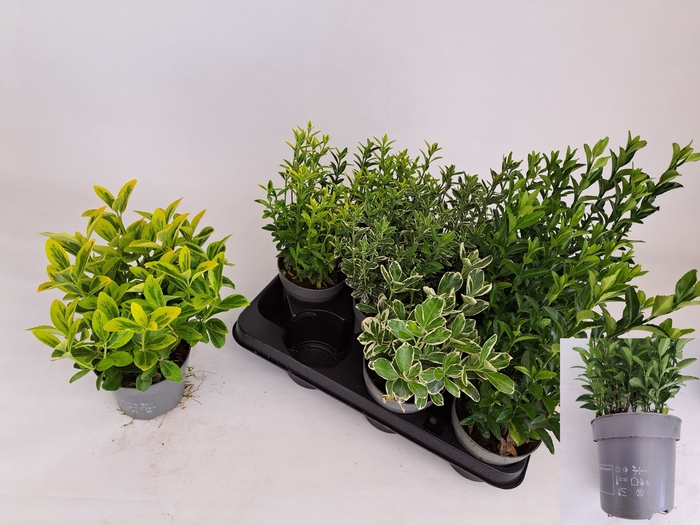 <h4>EUONYMUS JAPONICUS</h4>