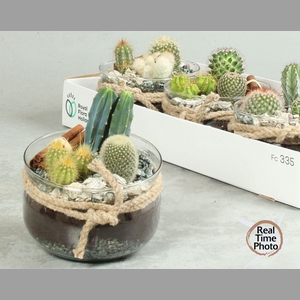 ARR CACTUS