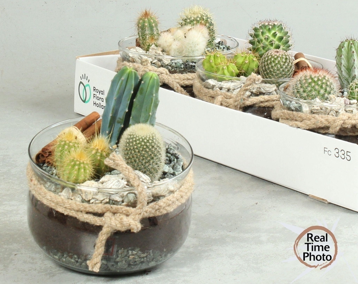 <h4>ARR CACTUS</h4>