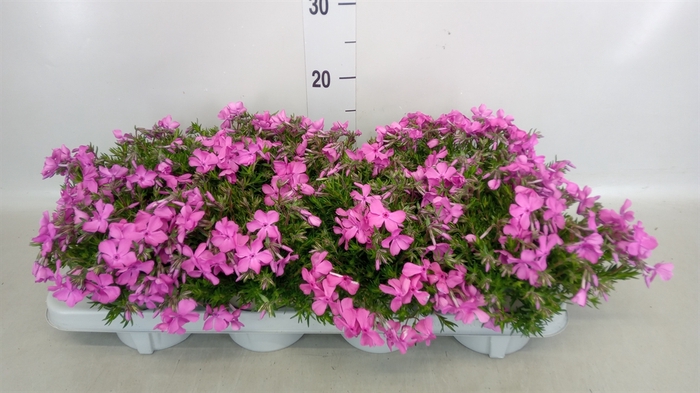 <h4>Phlox sub. 'MacDaniels Cushion'</h4>