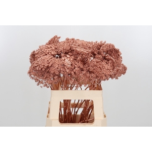 Ammi Zaad Kl Bh Koper