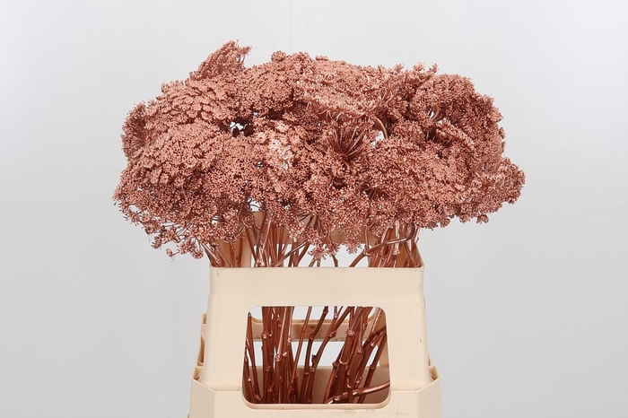 <h4>Ammi Zaad Kl Bh Koper</h4>