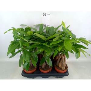 Pachira aquatica