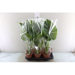 Alocasia Macrorrhizos