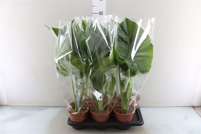 <h4>Alocasia Macrorrhizos</h4>