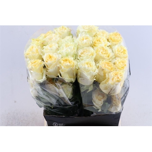 R Gr Cream Car Diem+