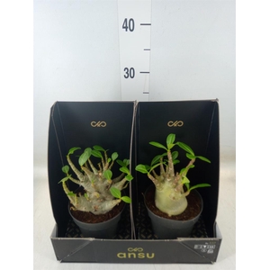 Adenium NB 'Ansu Baobab'