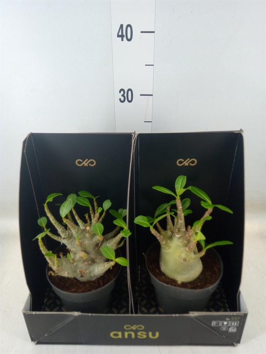 <h4>Adenium NB 'Ansu Baobab'</h4>