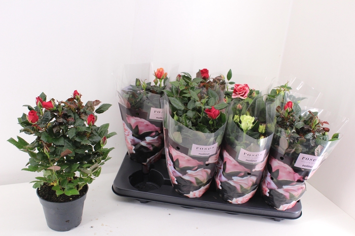 <h4>RO PATHIT GEM 6 SRT</h4>