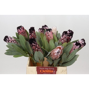 Protea African Didi