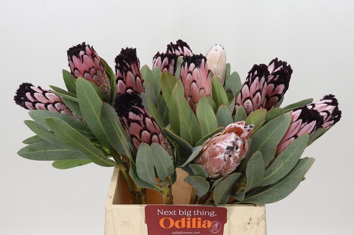 <h4>Protea African Didi</h4>