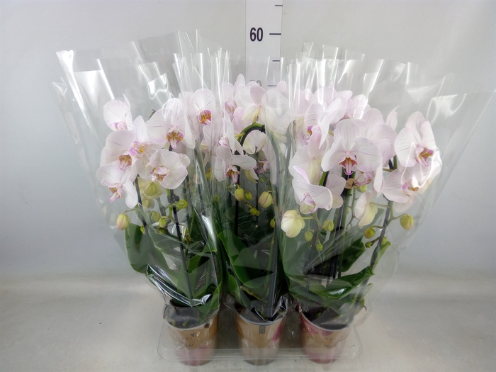 <h4>Phalaenopsis  'Elegant Cascade'</h4>