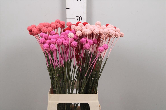 <h4>Cras Klb Love Mix</h4>
