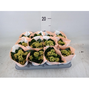 Kalanchoe  'RoseFlow Agnes'